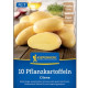 Sadbové brambory Cilena - Solanum tuberosum - prodej sadby - 10 ks