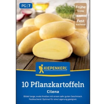 Sadbové brambory Cilena - Solanum tuberosum - prodej sadby - 10 ks