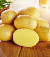 Sadbové brambory Glorietta - Solanum tuberosum - prodej sadby - 10 ks