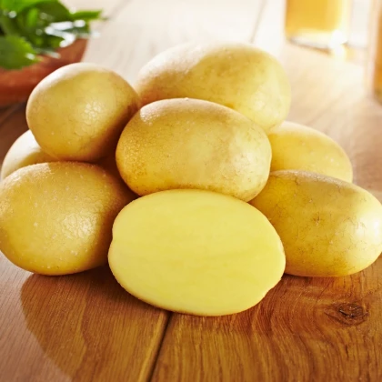 Sadbové brambory Glorietta - Solanum tuberosum - prodej sadby - 10 ks