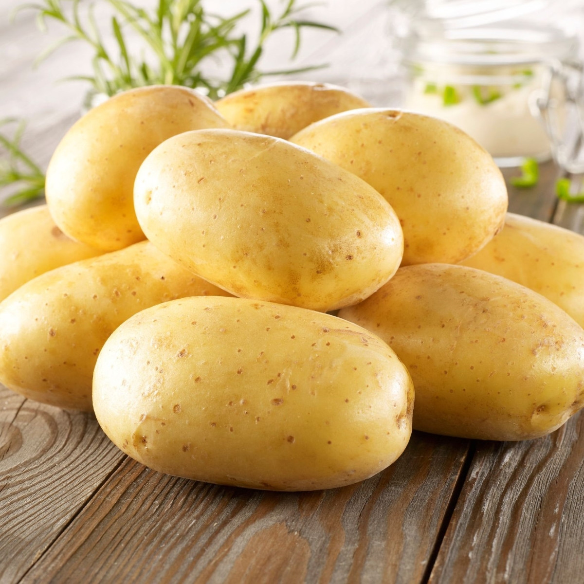 Sadbové brambory Bernina - Solanum tuberosum - prodej sadby - 10 ks