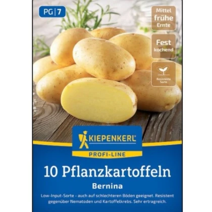 Sadbové brambory Bernina - Solanum tuberosum - prodej sadby - 10 ks