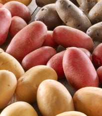 Sadbové brambory - 4 druhy - doba zrání - Solanum tuberosum - prodej sadby - 12 ks