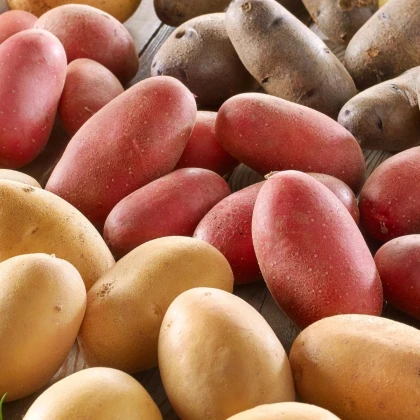 Sadbové brambory - 4 druhy - doba zrání - Solanum tuberosum - prodej sadby - 12 ks