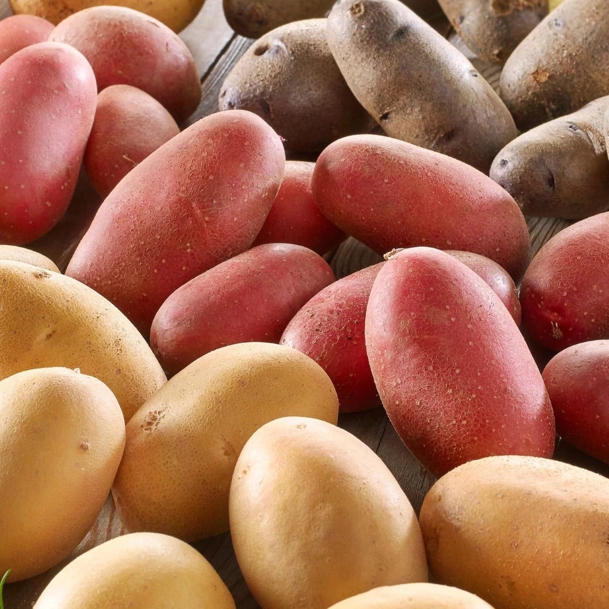 Sadbové brambory - 4 druhy - doba zrání - Solanum tuberosum - prodej sadby - 12 ks