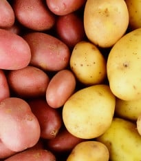 Sadbové brambory - 4 druhy - grilovací - Solanum tuberosum - prodej sadby - 12 ks