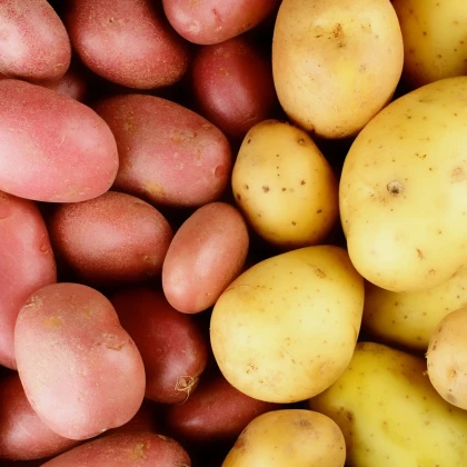 Sadbové brambory - 4 druhy - grilovací - Solanum tuberosum - prodej sadby - 12 ks