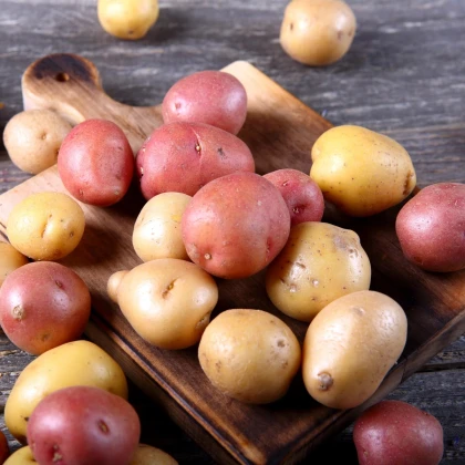 BIO sadbové brambory - 4 druhy - směs odrůd - Solanum tuberosum - prodej bio sadby - 12 ks