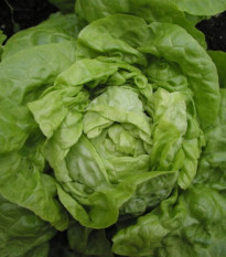 Salát hlávkový Smaragd - Lactuca sativa - prodej semen - 400 ks