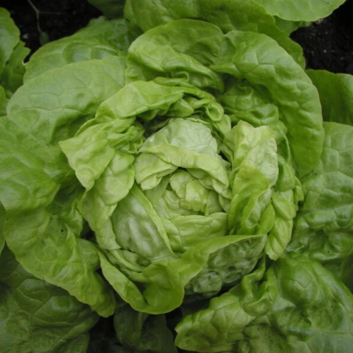 Salát hlávkový Smaragd - Lactuca sativa - prodej semen - 400 ks