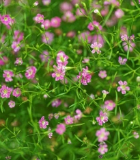 Šáter zední Garden Bride - Gypsophila muralis - prodej semen - 150 ks