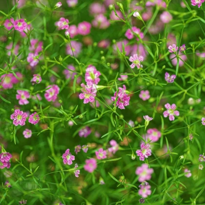 Šáter zední Garden Bride - Gypsophila muralis - prodej semen - 150 ks