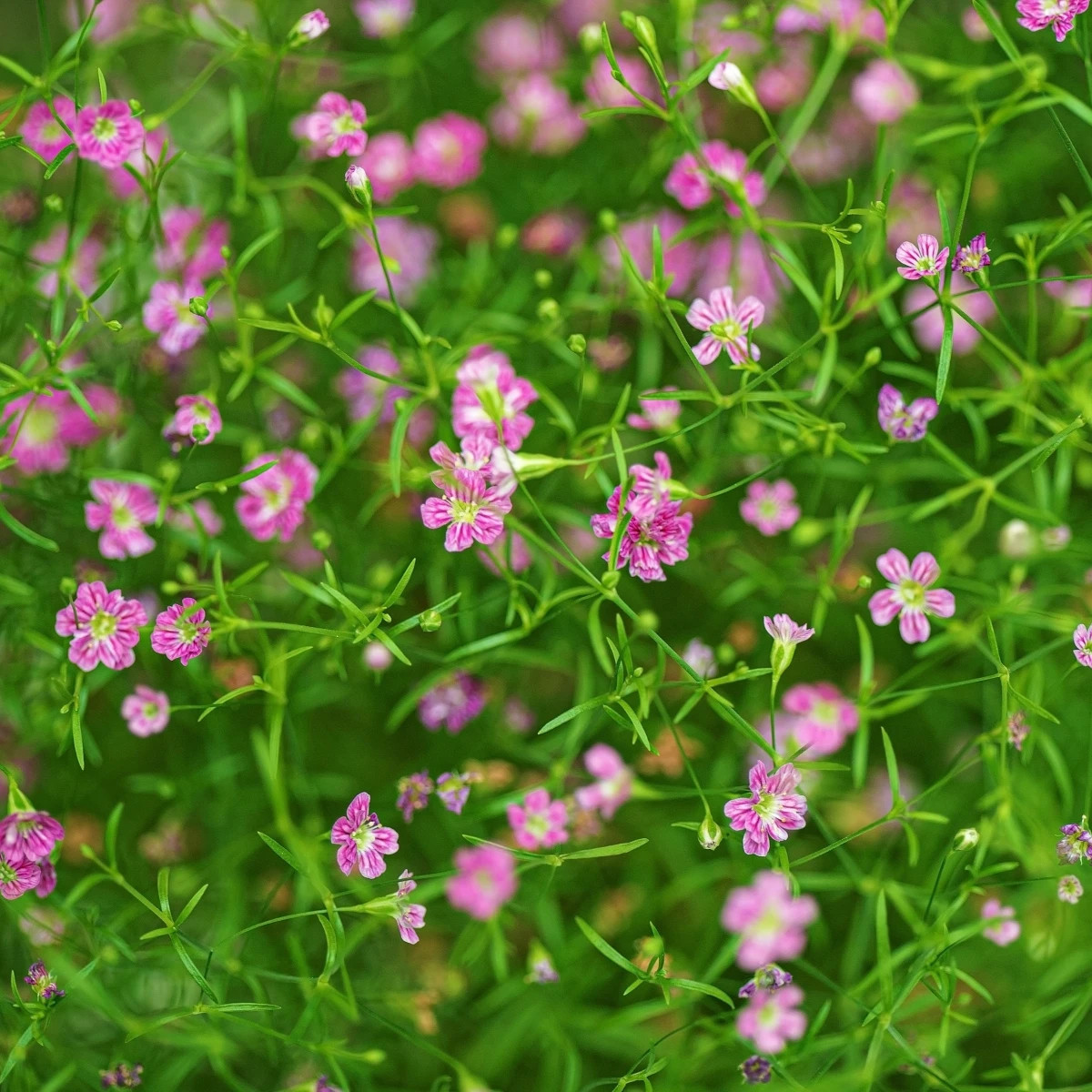 Šáter zední Garden Bride - Gypsophila muralis - prodej semen - 150 ks