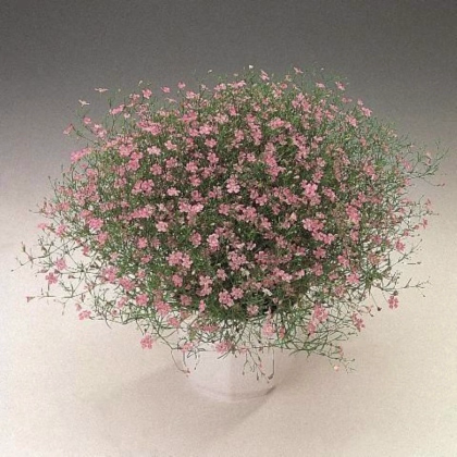 Šáter zední Garden Bride - Gypsophila muralis - prodej semen - 150 ks