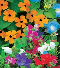 Květinová směs - Zelená zástěna - Sperli - prodej semen - 1 ks