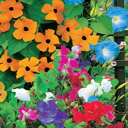 Květinová směs - Zelená zástěna - Sperli - prodej semen - 1 ks