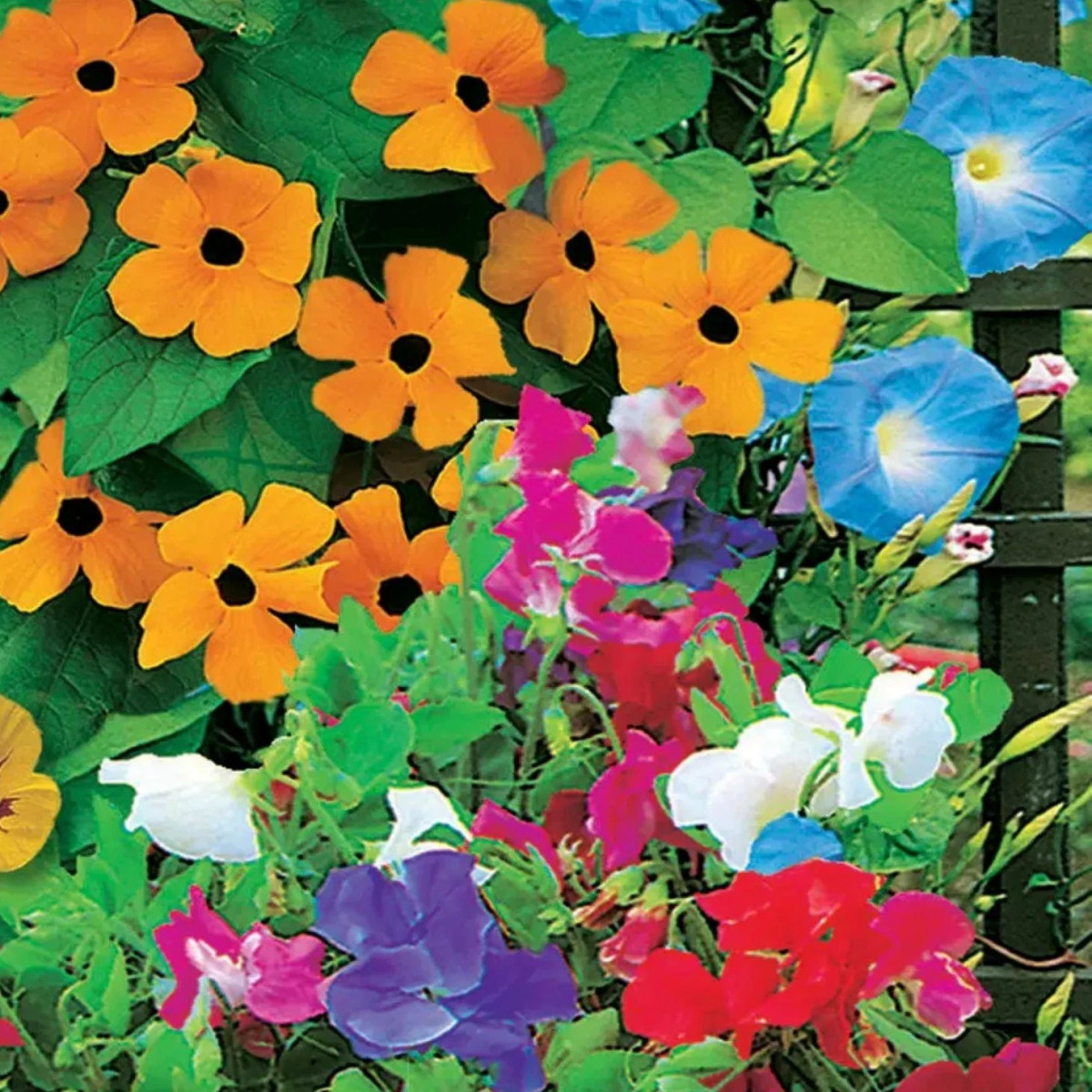 Květinová směs - Zelená zástěna - Sperli - prodej semen - 1 ks