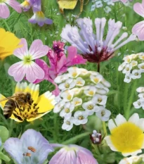 Květinový balkon - Ráj opylovačů - Sperli - prodej semen - 1 ks