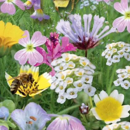 Květinový balkon - Ráj opylovačů - Sperli - prodej semen - 1 ks