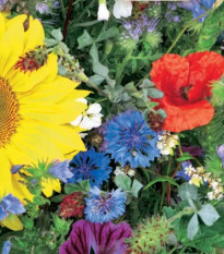 Květinová směs - Včelí zahrada - Sperli - prodej semen - 1 ks