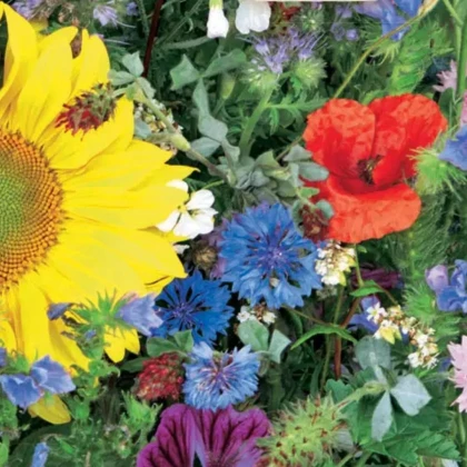 Květinová směs - Včelí zahrada - Sperli - prodej semen - 1 ks