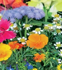 Balkónový květinový sen - Sperli - prodej semen - 1 ks