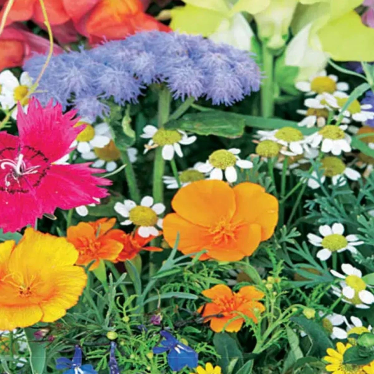 Balkónový květinový sen - Sperli - prodej semen - 1 ks