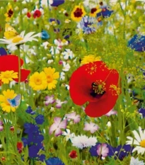 Kvetoucí kouzlo lučních květin - Sperli - prodej semen - 1 ks