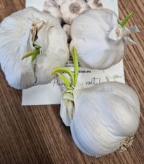 Sadbový česnek Flavor - Allium sativum - nepaličák - prodej cibulí česneku - 3 ks