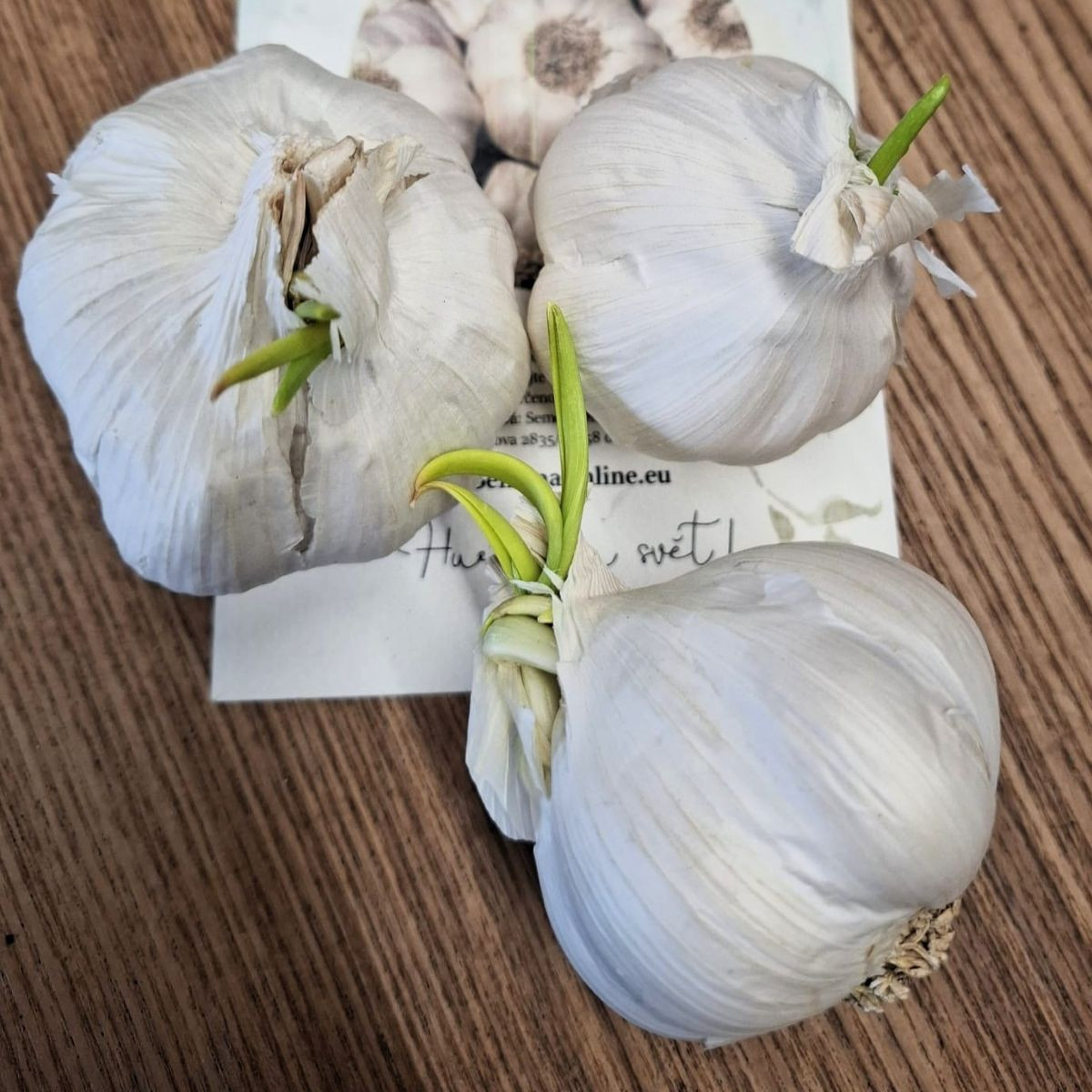 Sadbový česnek Flavor - Allium sativum - nepaličák - prodej cibulí česneku - 3 ks