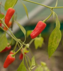 Chilli Apache F1 - Capsicum annuum - prodej semen - 5 ks