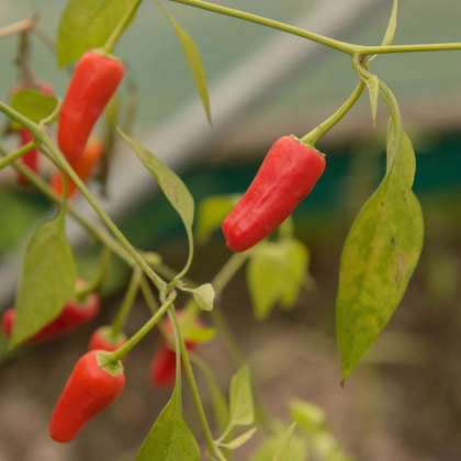 Chilli Apache F1 - Capsicum annuum - prodej semen - 5 ks