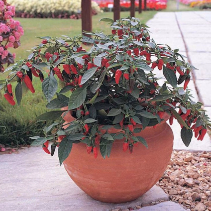 Chilli Apache F1 - Capsicum annuum - prodej semen - 5 ks