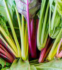 BIO Mangold Fireworks - Beta vulgaris - prodej bio semen - 45 ks