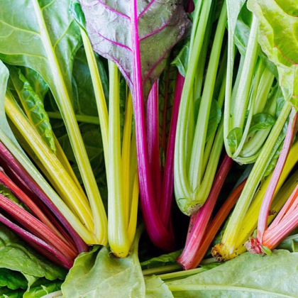 BIO Mangold Fireworks - Beta vulgaris - prodej bio semen - 45 ks