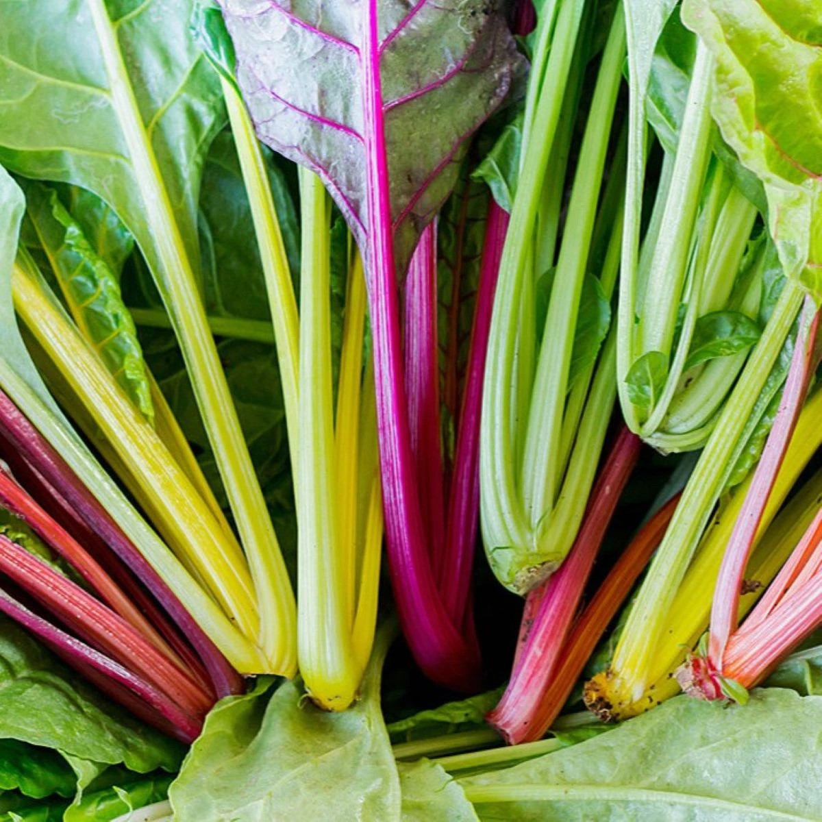 BIO Mangold Fireworks - Beta vulgaris - prodej bio semen - 45 ks