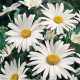 Kopretina bílá Alaska - Chrysanthemum leucanthemum - prodej semen - 250 ks