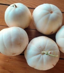 Meloun cukrový Kiku - Cucumis melo - prodej semen - 6 ks