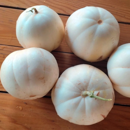 Meloun cukrový Kiku - Cucumis melo - prodej semen - 6 ks