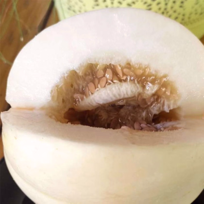 Meloun cukrový Kiku - Cucumis melo - prodej semen - 6 ks