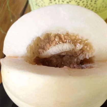 Meloun cukrový Kiku - Cucumis melo - prodej semen - 6 ks