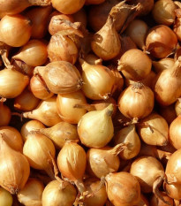 Cibule šalotka Mikor - Allium cepa - prodej cibulek - 10 ks