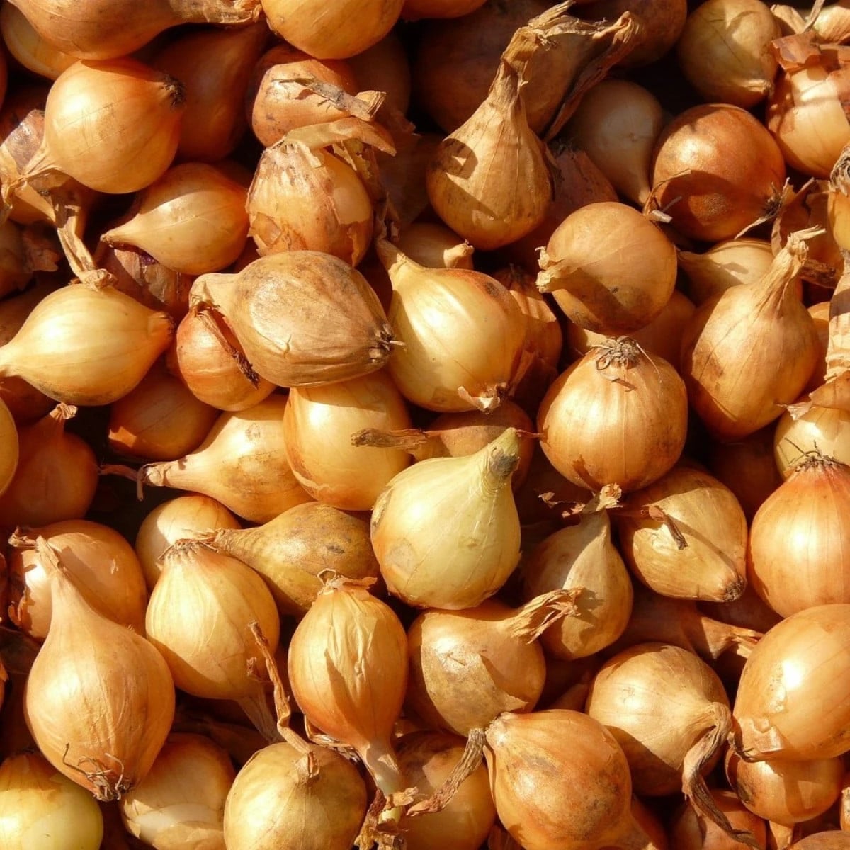 Cibule šalotka Mikor - Allium cepa - prodej cibulek - 10 ks