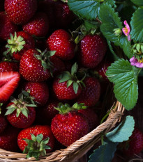 Jahodník Cherryberry - Fragaria ananassa - prodej prostokořenných sazenic - 2 ks