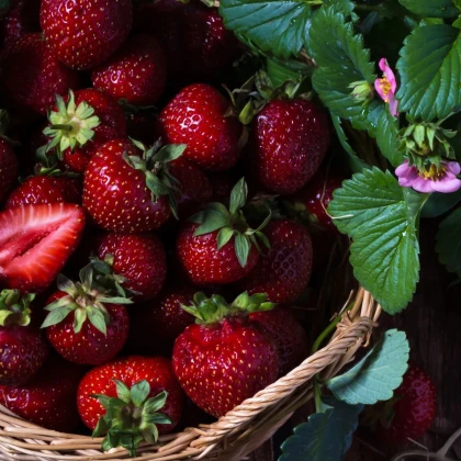 Jahodník Cherryberry - Fragaria ananassa - prodej prostokořenných sazenic - 2 ks