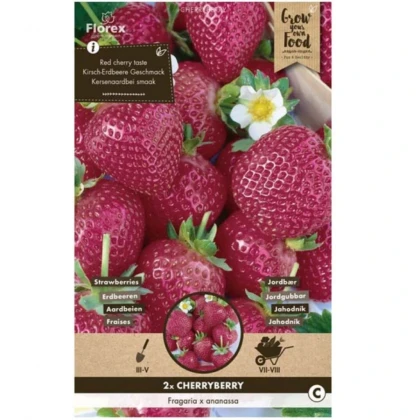 Jahodník Cherryberry - Fragaria ananassa - prodej prostokořenných sazenic - 2 ks