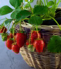 Jahodník převislý Pendula - Fragaria - prodej prostokořenných sazenic - 2 ks