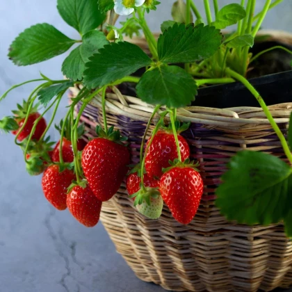 Jahodník převislý Pendula - Fragaria - prodej prostokořenných sazenic - 2 ks