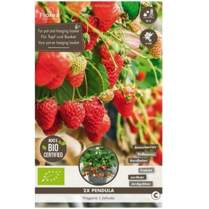 Jahodník převislý Pendula - Fragaria - prodej prostokořenných sazenic - 2 ks