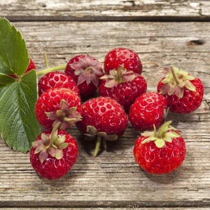 Jahodník Framberry - Fragaria ananassa - prodej prostokořenných sazenic - 2 ks